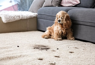 Santa Barbara Carpet Cleaning needed for puppy paws stain removal